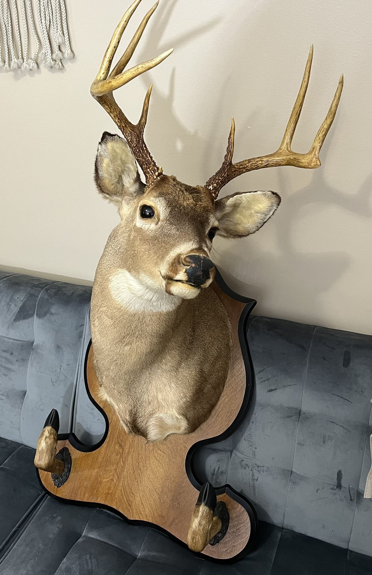 Deer Shoulder Mount Taxidermy with Hooves Holder