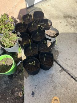 planta de chayote
