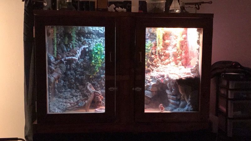 Custom built reptile enclosure