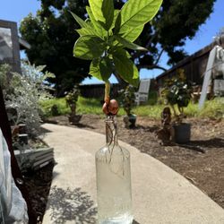 Organic Bacon Avocado 🥑 Tree Seedling