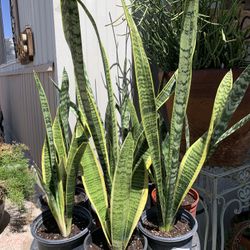 Snake Plants 