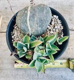 Bonsai Agave with Stone (Soe-Ishi)