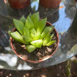 Succulents 