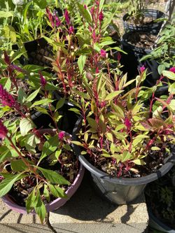 Celosia Plant