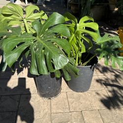 Monsteria Plant 
