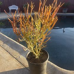 Fire Stick Suculent Cactus Plant 