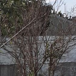 Fruit Trees , APPLE , PEACH , POMEGRANATE, PLUM , PEAR