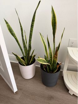 Snake plants & monstera