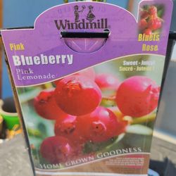 Pink BLUEBERRY PLANT 
