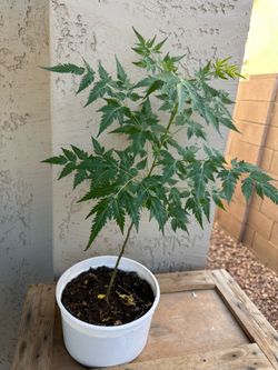 Healthy Neem plant 1 feet