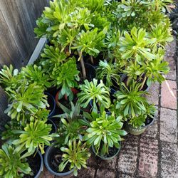 Plants For Sale 5.00 Each