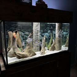 120 Gallon Aquarium 