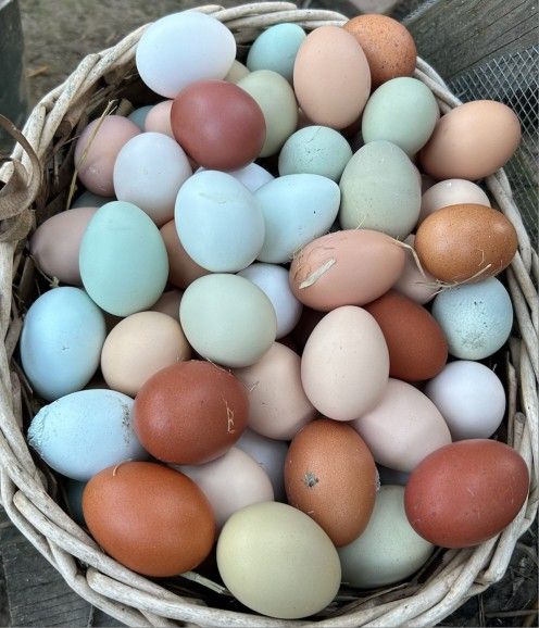 Yummy Farm Fresh Eggs