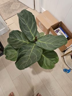 Fiddle Leaf/ Fig Plant for sale