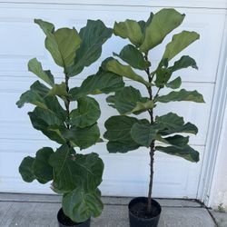 Fiddle Leaf Fig 55$ Each