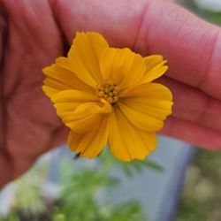 Yellow - orange Cosmos Flower Plants