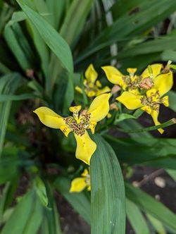 Trimezia Flower Plant 🌼