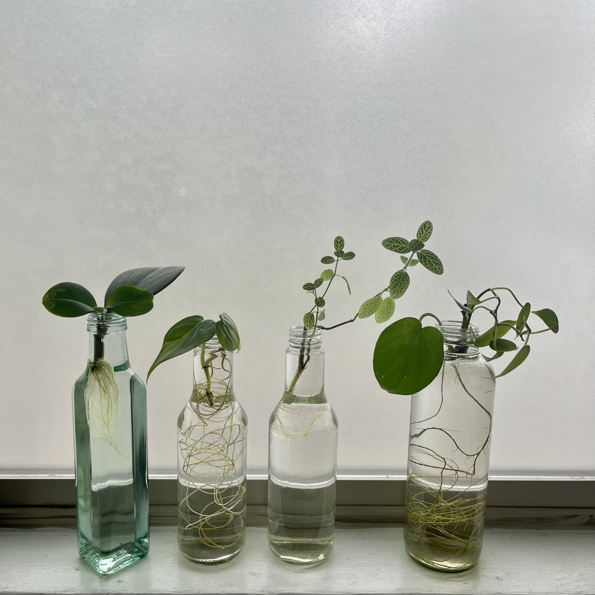 Propagated Plantings in Bottles