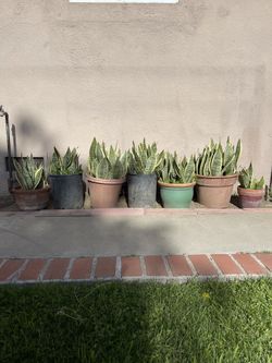 7 Potted Snake Plants