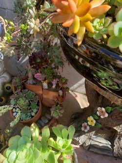 Succulents many to choose from