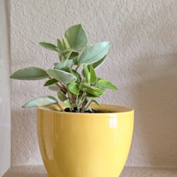 Healthy Beautiful Indoor Plant(Peperomia)