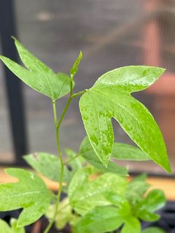 Purple passion flower vine💜(Maypop)