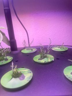 Chamomile seedlings