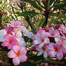  Plumeria Plant In 2 Gal Pot Assorted Colors