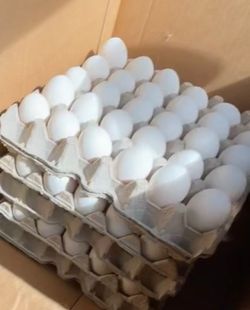 Farm fresh eggs !