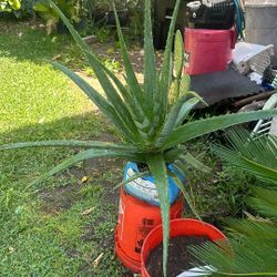 Aloe Vera Savila