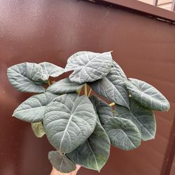 6” Alocasia Maharani 