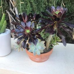 Beautiful Mix Variety Succulents Plants Flowers Black Rose In Pot Patio Yard Home 
