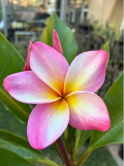 4ft Mature Plumeria with Large Blooms.  Pickup in Chula Vista 91914