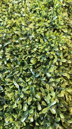 Greenery backdrop