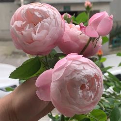 Rare European, Japan rose plants ,      Plume