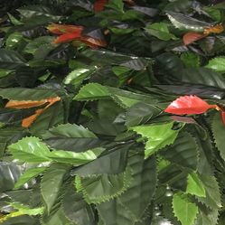 clearance! Wall Backdrop Panels: 10 by 10 in (8 Pcs) UV-Anti Greenery Boxwood Panels.