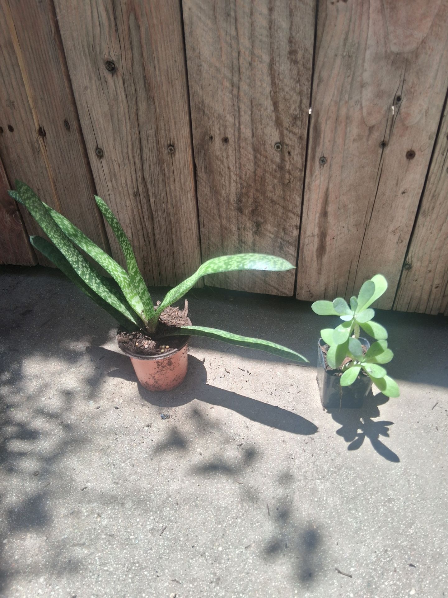 Gasteria bicolor Crassula ovata jade plant succulent indoor/outdoor
