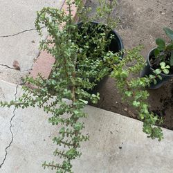 Elephant Food Plant $30 Each