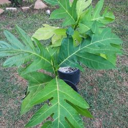 Ulu Tree Sapling's
