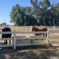 Horse Boarding