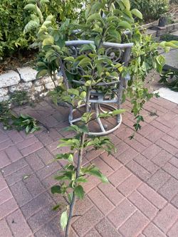 Sweet Asian Pear Tree Tall Cutting