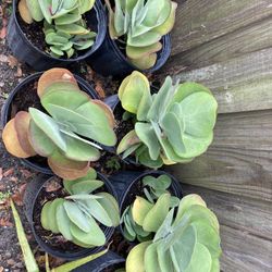Succulents  For Sale