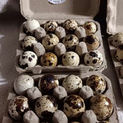  Organically raised fresh quail eggs, fed organic NON GMO feed , filtered water, grow lights and never medicated. 12 for $3 a dozen or $5 for 24 dozen