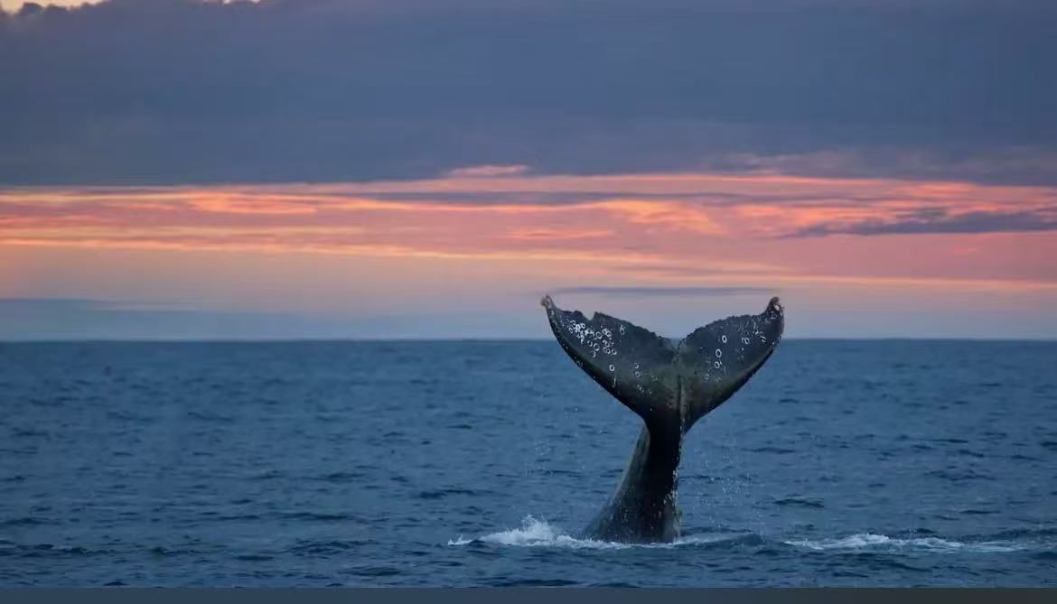 Monterey Bay Aquarium E-Ticket Notice! Confirm the date and email address. You can pay through the Zelle or Cash in person (In Fresno Only)! I'll boo