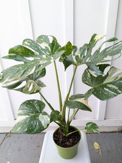Monstera Thai Constellation Plant 6" Pot - Indoor House Plants