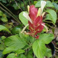 Beautiful Shrimp Floering Plant For Hummingbirds Butterflies