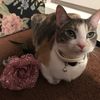 Amaiya
