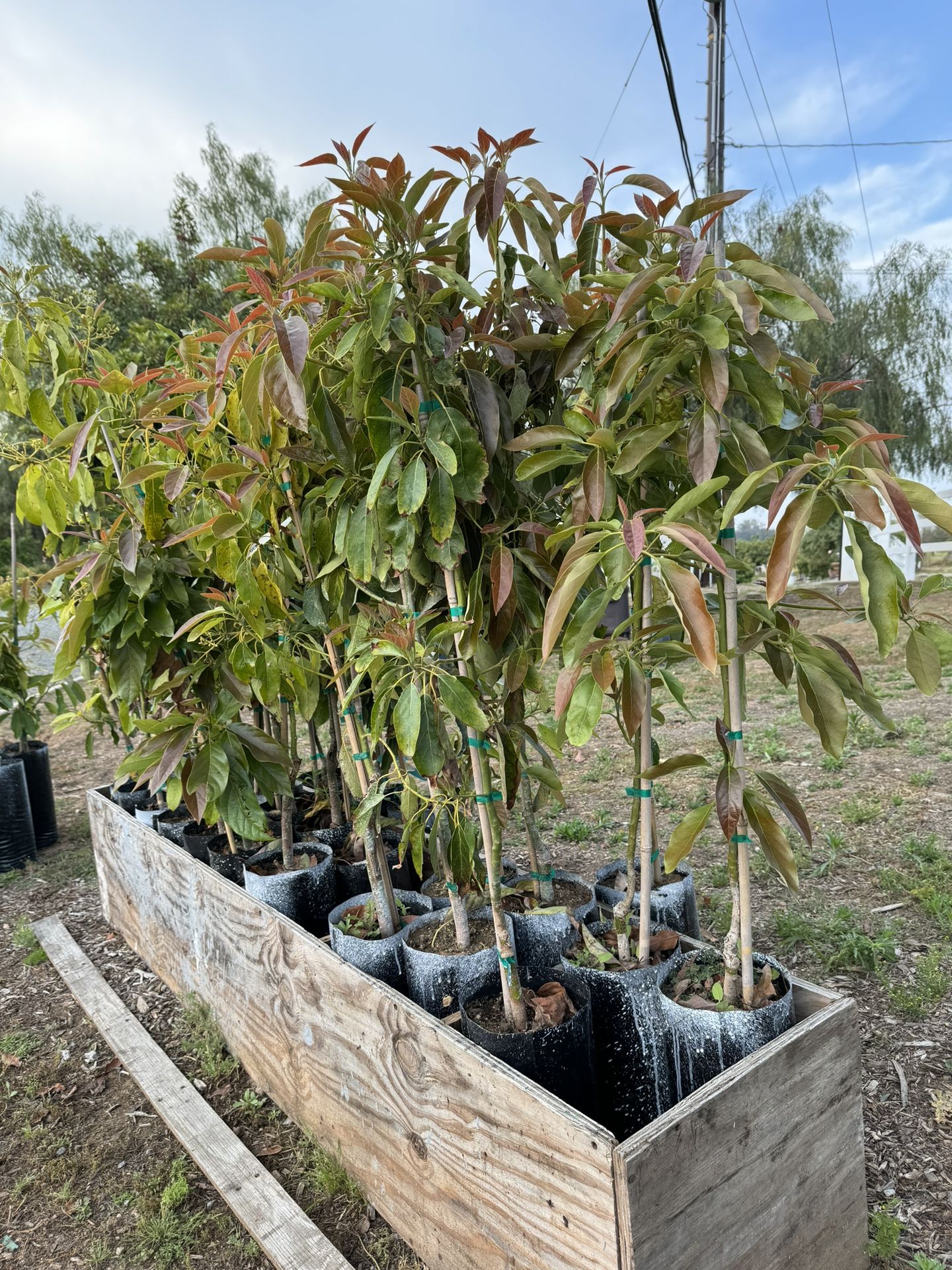 Avocado Trees