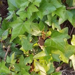 Ivy