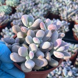 Moonstone Succulent Plants In 4” Pots $3 Each 